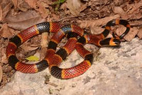 Coral Snake:Diving into the Depths of Nature’s Most Vibrant Predators