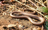 Slow Worm or Snake The Complete Guide-snake label