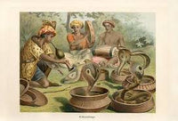 Snake Charmers:Balancing Tradition, Danger, and Magic