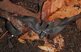 black snake red ring around neck