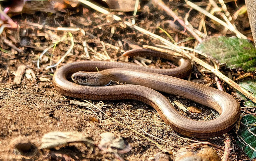 Slow Worm or Snake: The Complete Guide