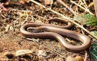 Slow Worm or Snake: The Complete Guide - snake-label