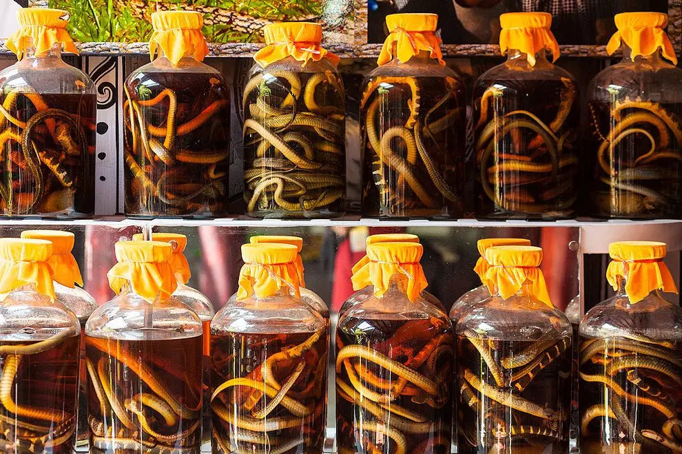 Snake wine