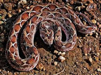 top 1 dangerous snake in the world - snake-label