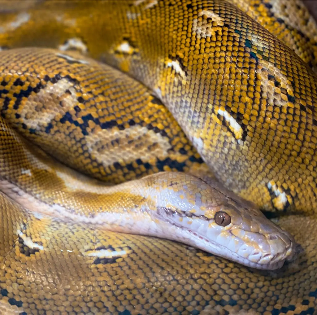 Top 15 of the World's Most Dangerous Snakes