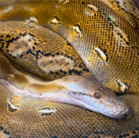 Top 15 of the World's Most Dangerous Snakes - snake-label