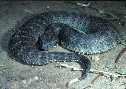 Top 15 of the World’s Most Dangerous Snakes-part three and end