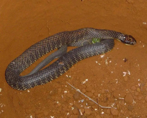 Top 15 of the World’s Most Dangerous Snakes-part two