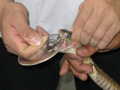 Snake Venom- part-Two and end