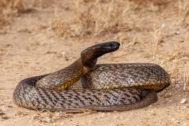 top 1 dangerous snake in the world