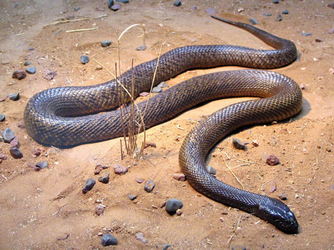 Top 15 of the World’s Most Dangerous Snakes-part three and end