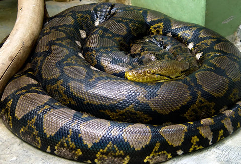 Top 15 of the World’s Most Dangerous Snakes-part