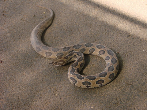 Top 15 of the World’s Most Dangerous Snakes-part two