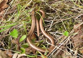 Slow Worm or Snake: The Complete Guide