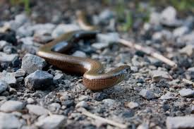 Slow Worm or Snake: The Complete Guide