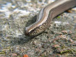 Slow Worm or Snake: The Complete Guide