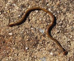 Slow Worm or Snake: The Complete Guide