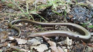 Slow Worm or Snake: The Complete Guide