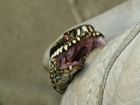 Snake Venom- part-one