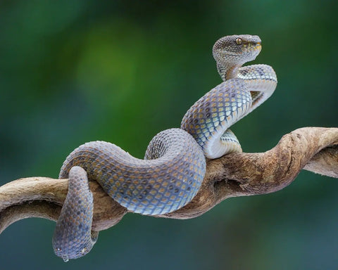 Snake Venom- part-one