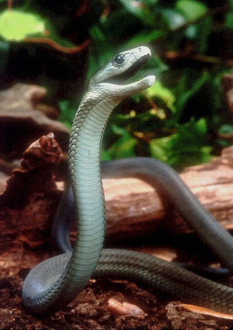 Top 15 of the World’s Most Dangerous Snakes-part two