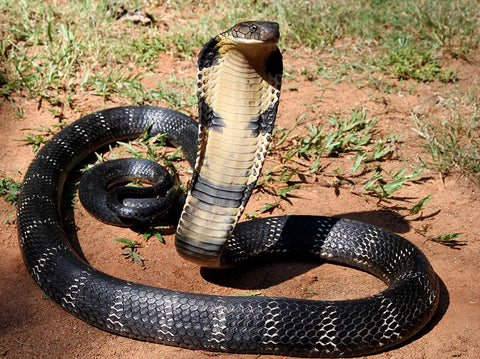 Top 15 of the World’s Most Dangerous Snakes-part two