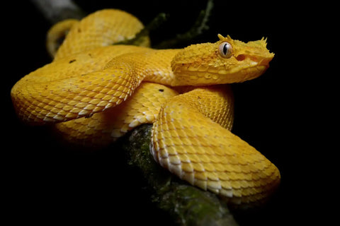 Top 15 of the World’s Most Dangerous Snakes-part