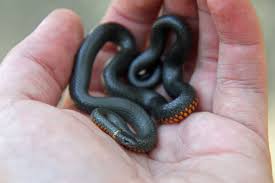 black snake red ring around neck