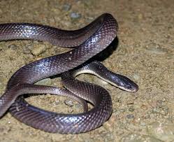 black snake red ring around neck