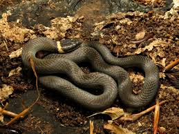 black snake red ring around neck