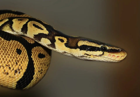 Snakes: how to identify and recognize them?