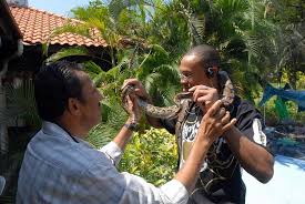 Snake Charmers:Balancing Tradition Danger and Magic