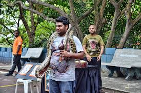 Snake Charmers:Balancing Tradition Danger and Magic