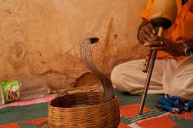 Snake Charmers:Balancing Tradition Danger and Magic