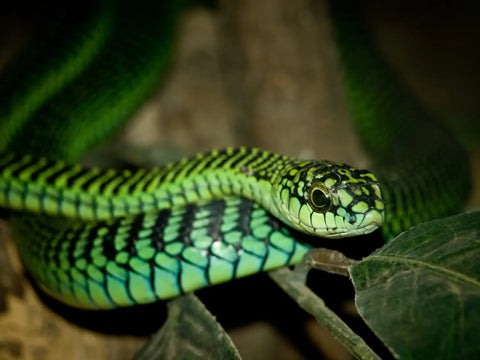 Top 15 of the World’s Most Dangerous Snakes-part