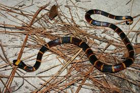 Coral Snake:Diving into the Depths of Nature’s Most Vibrant Predators