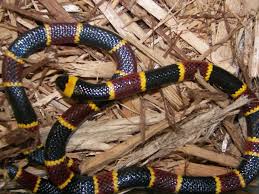 Coral Snake:Diving into the Depths of Nature’s Most Vibrant Predators