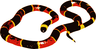 Coral Snake:Diving into the Depths of Nature’s Most Vibrant Predators